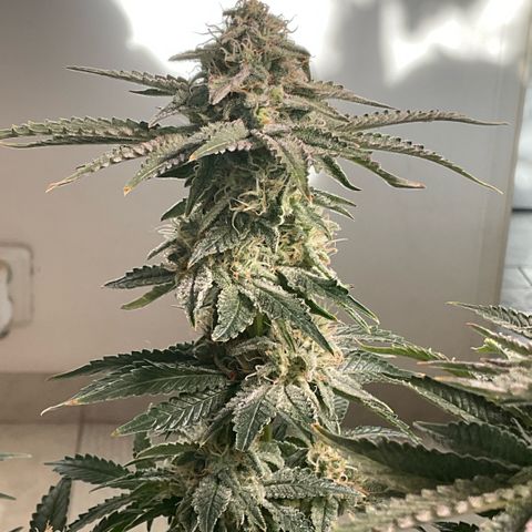 White Widow XXL #2 growlog timeline photo