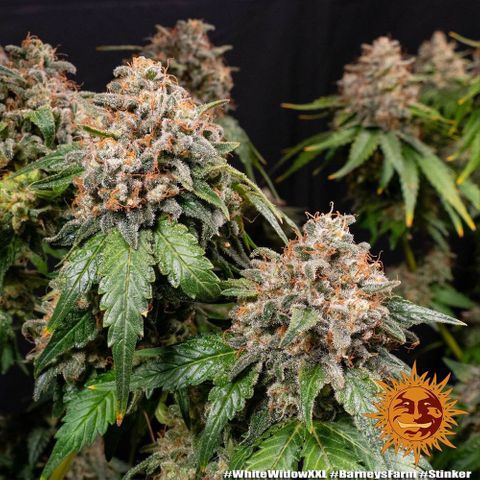 White Widow XXL #3 Growlog-Foto 1