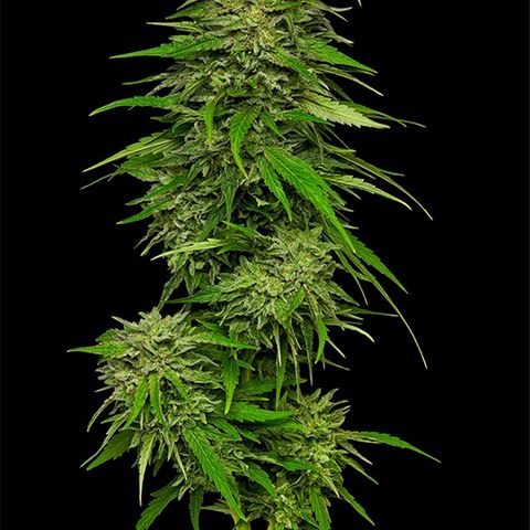 Mango Sherbert #1 Growlog-Foto 1