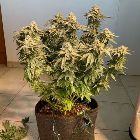 White Widow XXL #1 growlog timeline photo