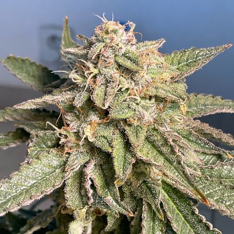 White Widow XXL #1 growlog timeline photo