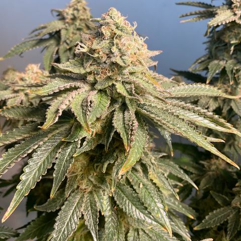 White Widow XXL #1 growlog timeline photo