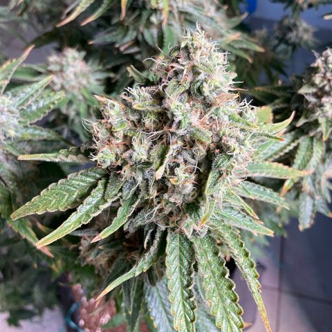 White Widow XXL #2 growlog timeline photo