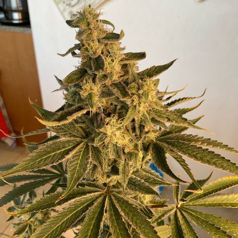 Girl Scout Cookies #3 growlog timeline photo