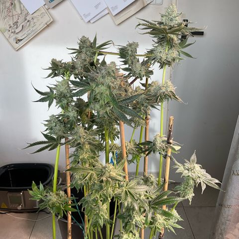 Girl Scout Cookies #2 growlog timeline photo