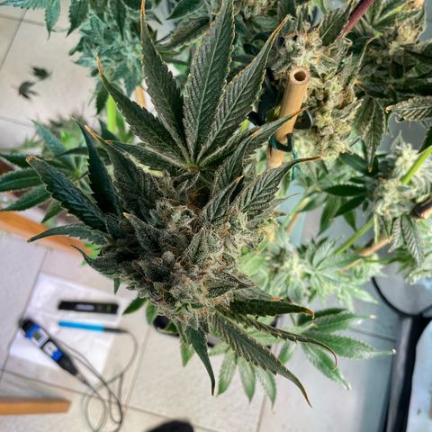 Girl Scout Cookies #2 growlog timeline photo