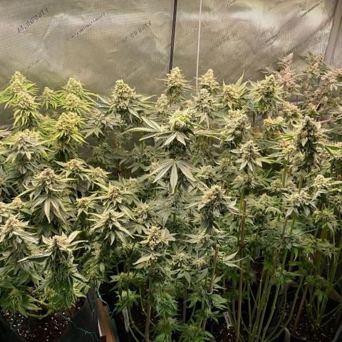 Cherry Poppers growlog timeline photo
