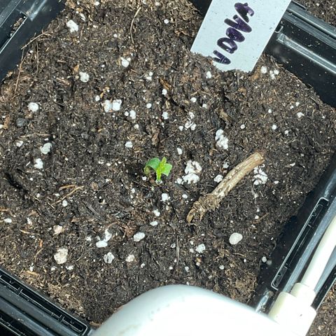 White Widow XXL #3 Growlog-Foto 3