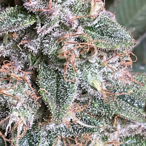 White Widow XXL #1 growlog timeline photo