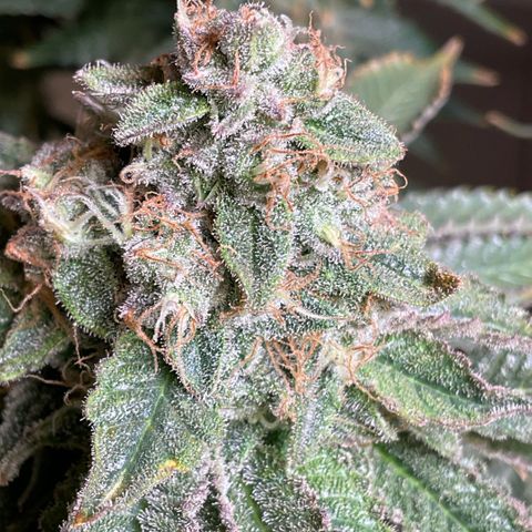 White Widow XXL #1 growlog timeline photo