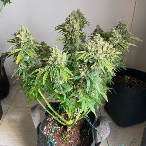 White Widow XXL #2 growlog timeline photo