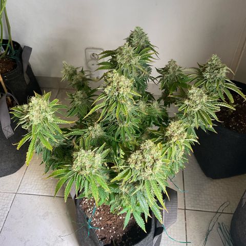White Widow XXL #2 growlog timeline photo