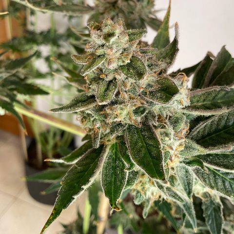 Girl Scout Cookies #1 growlog timeline photo