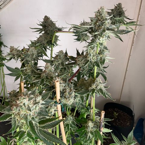 Girl Scout Cookies #2 growlog timeline photo