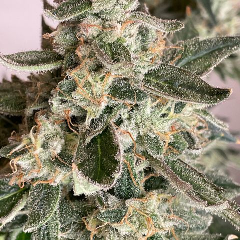 Girl Scout Cookies #3 growlog timeline photo