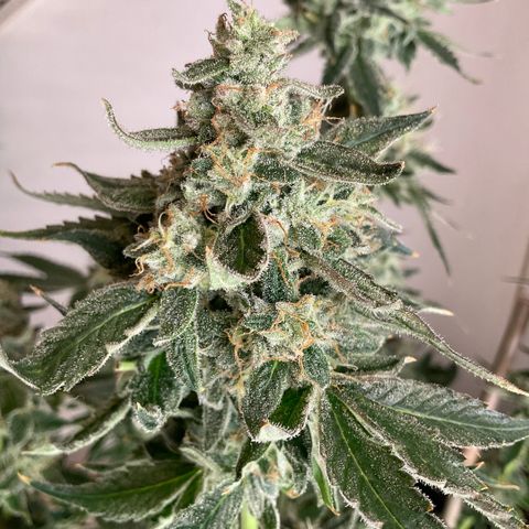 Girl Scout Cookies #3 growlog timeline photo