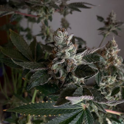 G.S. Cookies Humboldt #1 growlog timeline photo