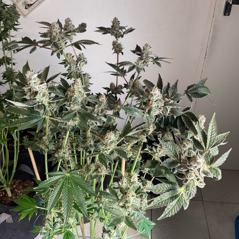G.S. Cookies Humboldt #1 growlog timeline photo