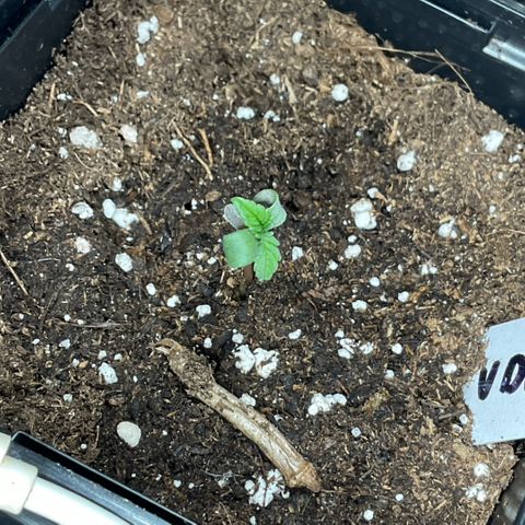 White Widow XXL #3 growlog timeline photo