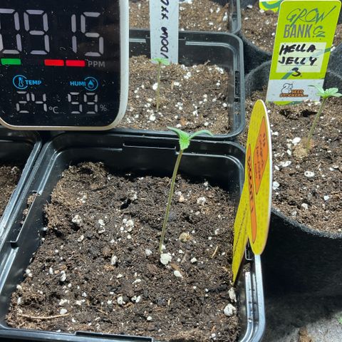 Biscoti growlog timeline photo