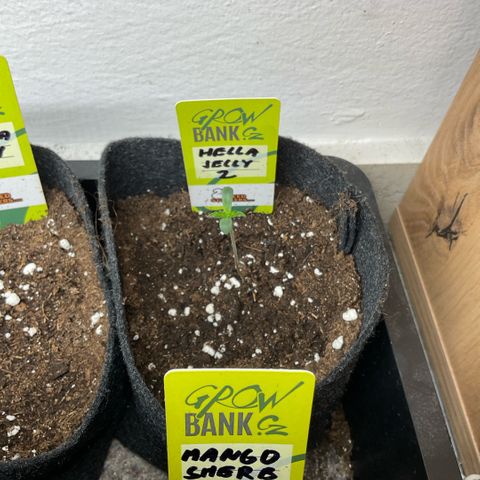Hella Jelly #2 growlog timeline photo