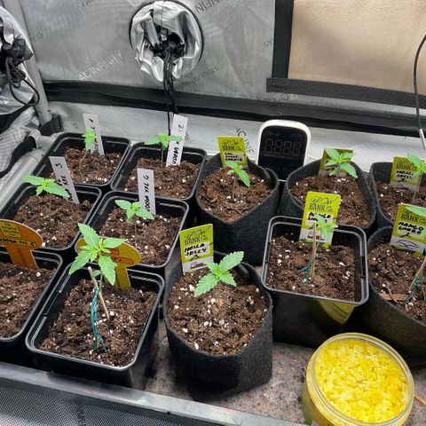 Biscoti growlog timeline photo