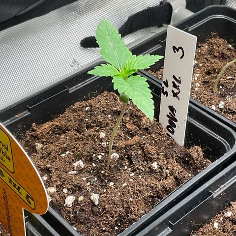 White Widow XXL #3 growlog timeline photo