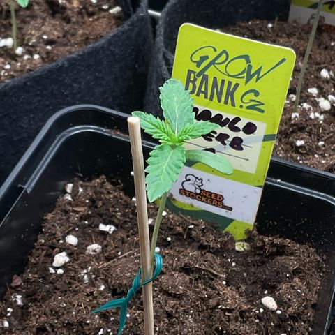 Mango Sherbert #1 growlog timeline photo