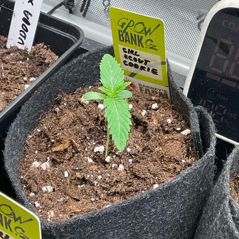 Girl Scout Cookies growlog timeline photo
