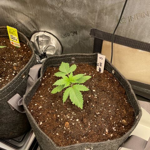 White Widow XXL #3 growlog timeline photo