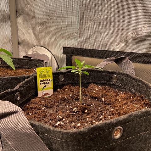 Mango Sherbert #1 growlog timeline photo