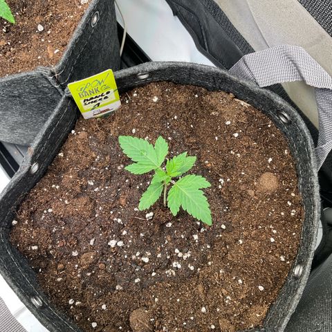 Mango Sherbert #1 growlog timeline photo