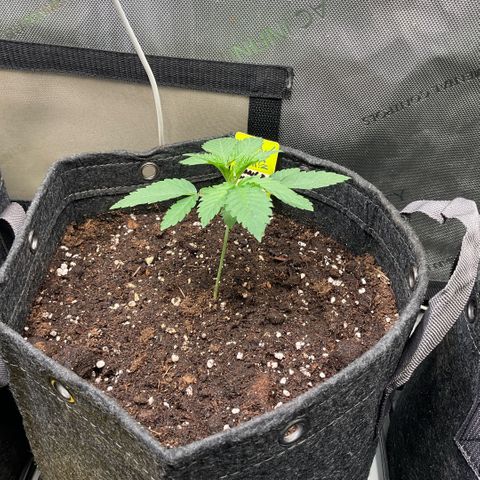 Mango Sherbert #1 growlog timeline photo