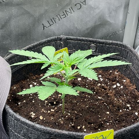 Hella Jelly #2 growlog timeline photo