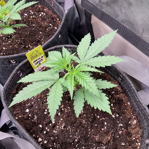 Hella Jelly #1 growlog timeline photo