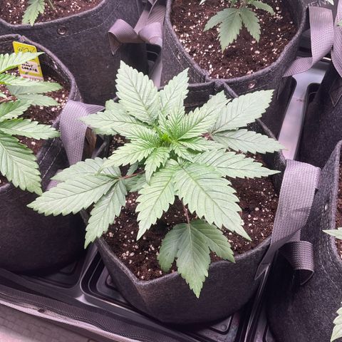 White Widow XXL #3 growlog timeline photo