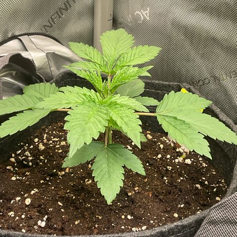 Mango Sherbert #1 growlog timeline photo