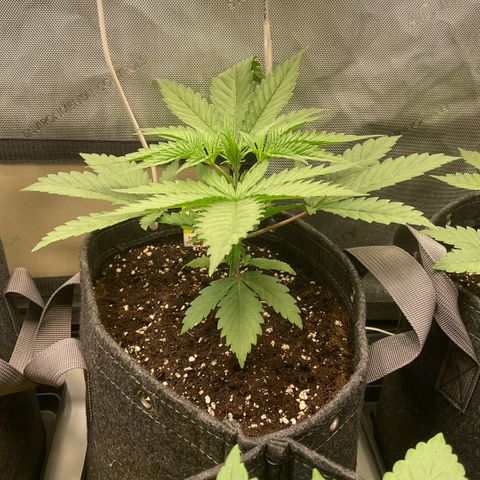 Hella Jelly #1 growlog timeline photo