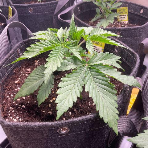 Girl Scout Cookies growlog timeline photo