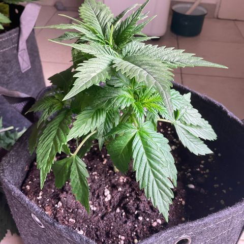 White Widow XXL #3 growlog timeline photo