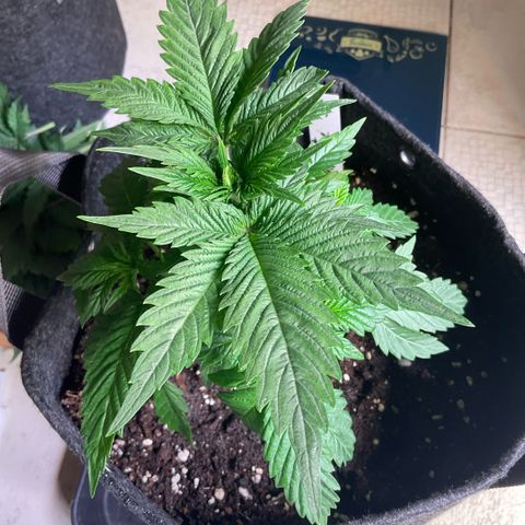 White Widow XXL #3 growlog timeline photo