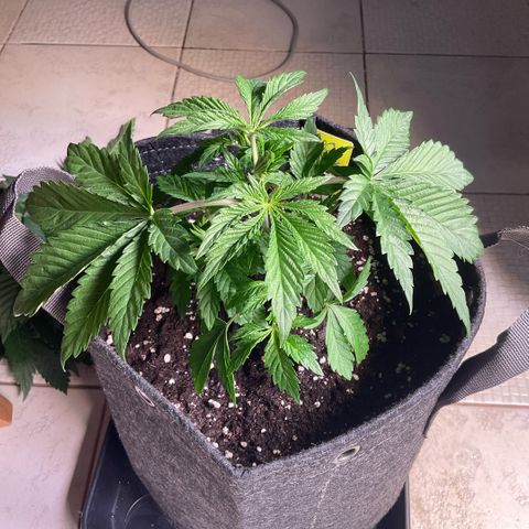 Mango Sherbert #1 growlog timeline photo
