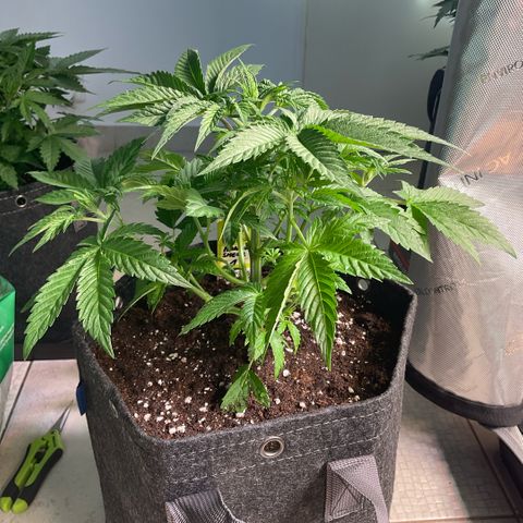 Mango Sherbert #1 growlog timeline photo