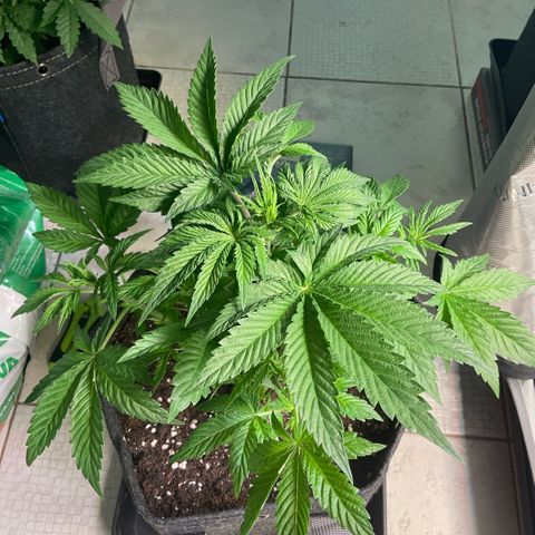 Mango Sherbert #1 growlog timeline photo