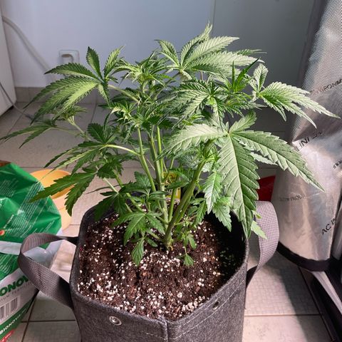 Hella Jelly #2 growlog timeline photo