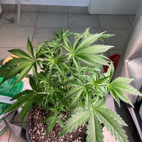 Hella Jelly #2 growlog timeline photo