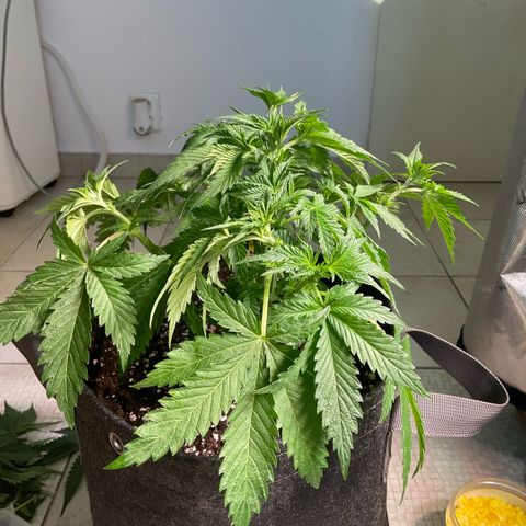 Girl Scout Cookies growlog timeline photo