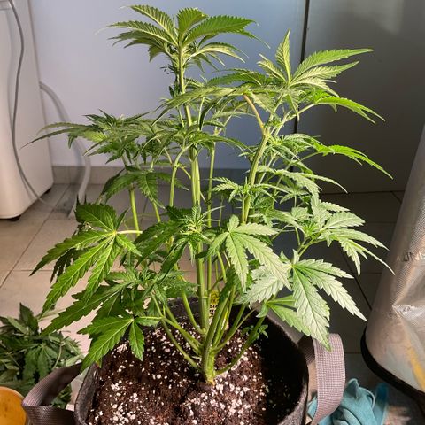 Hella Jelly #2 growlog timeline photo