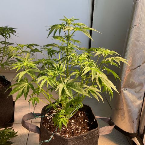 Mango Sherbert #1 growlog timeline photo