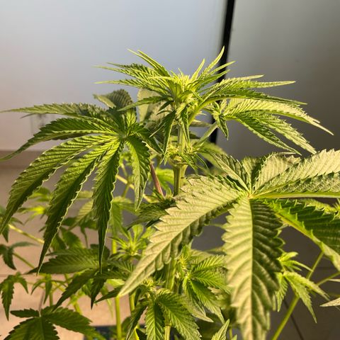 Mango Sherbert #1 growlog timeline photo